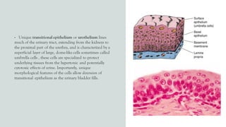 • Unique transitional epithelium or urothelium lines
much of the urinary tract, extending from the kidneys to
the proximal part of the urethra, and is characterized by a
superficial layer of large, dome-like cells sometimes called
umbrella cells , these cells are specialized to protect
underlying tissues from the hypertonic and potentially
cytotoxic effects of urine. Importantly, unique
morphological features of the cells allow distension of
transitional epithelium as the urinary bladder fills.
 