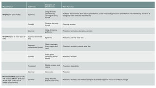 Major Feature Cell Form
Examples of
Distribution Main Function
Simple (one layer of cells) Squamous
Lining of vessels
(endothelium);
covering the ovary,
thyroid
Facilitates the movement of the viscera (mesothelium), active transport by pinocytosis (mesothelium and endothelium), secretion of
biologically active molecules (mesothelium)
Cuboidal
Covering the ovary,
thyroid
Covering, secretion
Columnar
Lining of intestine,
gallbladder
Protection, lubrication, absorption, secretion
Stratified (two or more layers of
cells)
Squamous keratinized
(dry)
Epidermis Protection; prevents water loss
Squamous
nonkeratinized (moist)
Mouth, esophagus,
larynx, vagina, anal
canal
Protection, secretion; prevents water loss
Cuboidal
Sweat glands,
developing ovarian
follicles
Protection, secretion
Transitional
Bladder, ureters, renal
calyces
Protection, distensibility
Columnar Coniunctiva Protection
Pseudostratified (layers of cells
with nuclei at different levels; not
all cells reach surface but all
adhere to basal lamina)
Columnar
Lining of trachea,
bronchi, nasal cavity
Protection, secretion; cilia-mediated transport of particles trapped in mucus out of the air passages
 