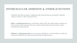 INTERCELLULAR ADHESION & OTHER JUNCTIONS
• Epithelial cells adhere strongly to neighboring cells and basal laminae, particularly in epithelia
subject to friction or other mechanical forces.
• Tight or occluding junctions form a seal between adjacent cells. also called zonulae occludens, are
the most apical of the junctions. The term “zonula” indicates that the junction forms a band
completely encircling each cell.
• Adherent or anchoring junctions are sites of strong cell adhesion. or zonula adherens , which also
encircles the epithelial cell, usually immediately below the tight junction.
 