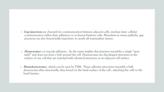 • Gap junctions are channels for communication between adjacent cells. mediate inter- cellular
communication rather than adhesion or occlusion between cells. Abundant in many epithelia, gap
junctions are also functionally important in nearly all mammalian tissues.
• Desmosomes : or macula adherens . As the name implies this junction resembles a single “spot-
weld” and does not form a belt around the cell. Desmosomes are disc-shaped structures at the
surface of one cell that are matched with identical structures at an adjacent cell surface
• Hemidesmosomes , which can be seen by TEM . These adhesive structures resemble a half-
desmosome ultra structurally, they found on the basal surface of the cell , attaching the cells to the
basal lamina .
 