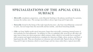 SPECIALIZATIONS OF THE APICAL CELL
SURFACE
• Microvilli : cytoplasmic projections , actin filaments binding to the plasma membrane by a protein,
increase the surface area , The average microvillus is about 1-μm long and 0.1-μm wide.
• Stereocilia : found in the lining of the male reproductive tract , also have microfilaments connected
to actin , but are longer than the microvilli and less mobile , and show branching distally .
• Cilia : are long, highly motile apical structures, larger than microvilli, containing internal arrays of
microtubules not microfilaments . In addition to cilia on epithelial cells, most (if not all) other cell
types have at least one short projection called a primary cilium, which is not motile but is enriched
with receptors and signal transduction complexes for detection of light, odors, motion, and flow of
liquid past the cells. They are abundant on columnar and cuboidal cells, Typical cilia are 5-10 μm
long and 0.2 μm in diameter, which is much longer and two times wider than a typical microvilli .
 