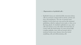• Regeneration of epithelial cells :
• Epithelial tissues are relatively labile structures whose
cells are renewed continuously by mitotic activity and
stem cell populations. The rate of renewal varies
widely; it can be fast in tis- sues such as the intestinal
epithelium, which is replaced every week, or slow, as in
the large glands. In stratified epithelial tis- sues, stem
cells and mitosis occur only within the basal layer in
contact with the basal lamina. In some functionally
complex epithelia, stem cells are located only in
restricted niches some distance from the transit
amplifying cells and differentiating cells
 