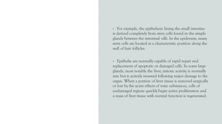 • For example, the epithelium lining the small intestine
is derived completely from stem cells found in the simple
glands between the intestinal villi. In the epidermis, many
stem cells are located at a characteristic position along the
wall of hair follicles.
• Epithelia are normally capable of rapid repair and
replacement of apoptotic or damaged cells. In some large
glands, most notably the liver, mitotic activity is normally
rare but is actively renewed following major damage to the
organ. When a portion of liver tissue is removed surgically
or lost by the acute effects of toxic substances, cells of
undamaged regions quickly begin active proliferation and
a mass of liver tissue with normal function is regenerated.
 