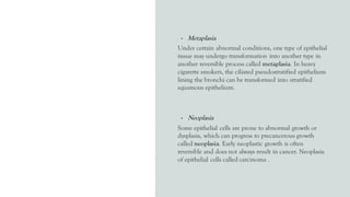 • Metaplasia
Under certain abnormal conditions, one type of epithelial
tissue may undergo transformation into another type in
another reversible process called metaplasia. In heavy
cigarette smokers, the ciliated pseudostratified epithelium
lining the bronchi can be transformed into stratified
squamous epithelium.
• Neoplasia
Some epithelial cells are prone to abnormal growth or
dysplasia, which can progress to precancerous growth
called neoplasia. Early neoplastic growth is often
reversible and does not always result in cancer. Neoplasia
of epithelial cells called carcinoma .
 