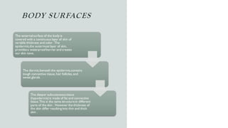 BODY SURFACES
The externalsurface of the body is
covered with a continuous layer of skin of
variable thickness and color .The
epidermis,the outermost layer of skin,
providesa waterproof barrier and creates
our skin tone.
The dermis,beneath the epidermis,contains
tough connective tissue, hair follicles,and
sweat glands.
The deeper subcutaneoustissue
(hypodermis)is made of fat and connective
tissue.This is the same structure in different
parts of the skin . However the thickness of
the skin differ resulting into thin and thick
skin .
 