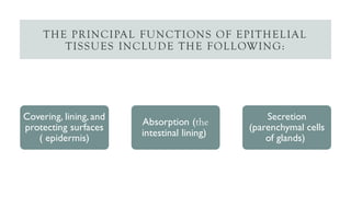 THE PRINCIPAL FUNCTIONS OF EPITHELIAL
TISSUES INCLUDE THE FOLLOWING:
Covering, lining, and
protecting surfaces
( epidermis)
Absorption (the
intestinal lining)
Secretion
(parenchymal cells
of glands)
 