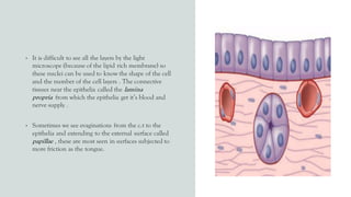 • It is difficult to see all the layers by the light
microscope (because of the lipid rich membrane) so
these nuclei can be used to know the shape of the cell
and the number of the cell layers . The connective
tissues near the epithelia called the lamina
propria from which the epithelia get it’s blood and
nerve supply .
• Sometimes we see evaginations from the c.t to the
epithelia and extending to the external surface called
papillae , these are most seen in surfaces subjected to
more friction as the tongue.
 