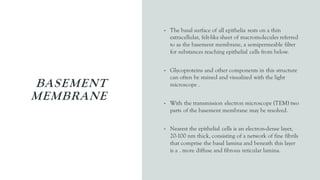 BASEMENT
MEMBRANE
• The basal surface of all epithelia rests on a thin
extracellular, felt-like sheet of macromolecules referred
to as the basement membrane, a semipermeable filter
for substances reaching epithelial cells from below.
• Glycoproteins and other components in this structure
can often be stained and visualized with the light
microscope .
• With the transmission electron microscope (TEM) two
parts of the basement membrane may be resolved.
• Nearest the epithelial cells is an electron-dense layer,
20-100 nm thick, consisting of a network of fine fibrils
that comprise the basal lamina and beneath this layer
is a . more diffuse and fibrous reticular lamina.
 