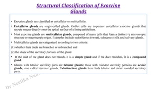 r Neetika Naudiyal
• Exocrine glands are classified as unicellular or multicellular.
• Unicellular glands are single-celled glands. Goblet cells are important unicellular exocrine glands that
secrete mucus directly onto the apical surface of a lining epithelium.
• Most exocrine glands are multicellular glands, composed of many cells that form a distinctive microscopic
structure or macroscopic organ. Examples include sudoriferous (sweat), sebaceous (oil), and salivary glands.
• Multicellular glands are categorized according to two criteria:
(1) whether their ducts are branched or unbranched and
(2) the shape of the secretory portions of the gland
• If the duct of the gland does not branch, it is a simple gland and if the duct branches, it is a compound
gland.
• Glands with tubular secretory parts are tubular glands; those with rounded secretory portions are acinar
glands, also called alveolar glands. Tubuloacinar glands have both tubular and more rounded secretory
parts.
Structural Classification of Exocrine
Glands
 