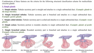 r Neetika Naudiyal
Combinations of these features are the criteria for the following structural classification scheme for multicellular
exocrine glands:
I. Simple glands
A. Simple tubular. Tubular secretory part is straight and attaches to a single unbranched duct. Example: glands in
the large intestine.
B. Simple branched tubular. Tubular secretory part is branched and attaches to a single unbranched duct.
Example: gastric glands.
C. Simple coiled tubular. Tubular secretory part is coiled and attaches to a single unbranched duct. Example: sweat
glands.
D. Simple acinar. Secretory portion is rounded, attaches to single unbranched duct. Example: glands of penile
urethra.
E. Simple branched acinar. Rounded secretory part is branched and attaches to a single unbranched duct.
Example: sebaceous glands.
Dr Neetika
Naudiyal
 