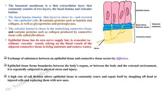 r Neetika Naudiyal
• The basement membrane is a thin extracellular layer that
commonly consists of two layers, the basal lamina and reticular
lamina.
• The basal lamina (lamina thin layer) is closer to—and secreted
by—the epithelial cells. It contains proteins such as laminin and
collagen, as well as glycoproteins and proteoglycans.
• The reticular lamina is closer to the underlying connective tissue
and contains proteins such as collagen produced by connective
tissue cells called fibroblasts.
• Epithelial tissue has its own nerve supply but, is avascular (a-
without; -vascular vessel), relying on the blood vessels of the
adjacent connective tissue to bring nutrients and remove wastes.
 Exchange of substances between an epithelial tissue and connective tissue occurs by diffusion.
 Epithelial tissue forms boundaries between the body’s organs, or between the body and the external environment,
it is repeatedly subjected to physical stress and injury.
 A high rate of cell division allows epithelial tissue to constantly renew and repair itself by sloughing off dead or
injured cells and replacing them with new ones.
 