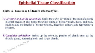 r Neetika Naudiyal
Epithelial Tissue Classification
Epithelial tissue may be divided into two types:-
A.Covering and lining epithelium forms the outer covering of the skin and some
internal organs. It also forms the inner lining of blood vessels, ducts, and body
cavities, and the interior of the respiratory, digestive, urinary, and reproductive
systems.
B.Glandular epithelium makes up the secreting portion of glands such as the
thyroid gland, adrenal glands, and sweat glands.
 