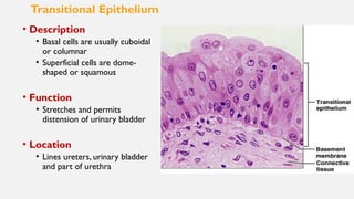 Epithelial Tissue .pptx