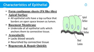 Epithelial tissue - Presentation - Tasnim Mimmi.pptx