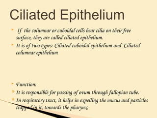  If the columnar or cuboidal cells bear cilia on their free
surface, they are called ciliated epithelium.
 It is of two types: Ciliated cuboidal epithelium and Ciliated
columnar epithelium
 Function:
v It is responsible for passing of ovum through fallopian tube.
v In respiratory tract, it helps in expelling the mucus and particles
trapped in it, towards the pharynx.
Ciliated Epithelium
 