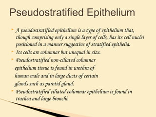  A pseudostratified epithelium is a type of epithelium that,
though comprising only a single layer of cells, has its cell nuclei
positioned in a manner suggestive of stratified epithelia.
 Its cells are columnar but unequal in size.
 Pseudostratified non-ciliated columnar
epithelium tissue is found in urethra of
human male and in large ducts of certain
glands such as parotid gland.
 Pseudostratified ciliated columnar epithelium is found in
trachea and large bronchi.
Pseudostratified Epithelium
 