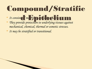  It consists of more than one layer of cells.
 They provide protection to underlying tissues against
mechanical, chemical, thermal or osmotic stresses.
 It may be stratified or transitional.
Compound/Stratifie
d Epithelium
 