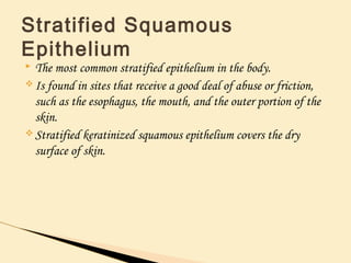  The most common stratified epithelium in the body.
v Is found in sites that receive a good deal of abuse or friction,
such as the esophagus, the mouth, and the outer portion of the
skin.
v Stratified keratinized squamous epithelium covers the dry
surface of skin.
Stratified Squamous
Epithelium
 