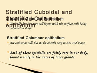 Stratified Cuboidal Epithelium
Ø Typically has just two cell layers with the surface cells being
cuboidal in shape
Stratified Columnar epithelium
Ø Are columnar cells but its basal cells vary in size and shape.
q Both of these epithelia are fairly rare in our body,
found mainly in the ducts of large glands.
Stratified Cuboidal and
Stratified Columnar
epithelium
 