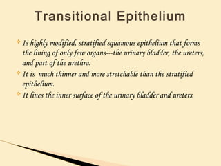 v Is highly modified, stratified squamous epithelium that forms
the lining of only few organs---the urinary bladder, the ureters,
and part of the urethra.
v It is much thinner and more stretchable than the stratified
epithelium.
v It lines the inner surface of the urinary bladder and ureters.
Transitional Epithelium
 