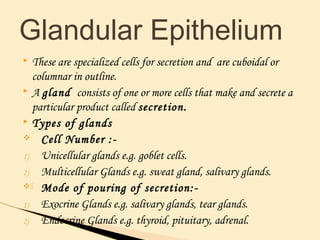  These are specialized cells for secretion and are cuboidal or
columnar in outline.
 A gland consists of one or more cells that make and secrete a
particular product called secretion.
 Types of glands
v Cell Number :-
1) Unicellular glands e.g. goblet cells.
2) Multicellular Glands e.g. sweat gland, salivary glands.
v) Mode of pouring of secretion:-
1) Exocrine Glands e.g. salivary glands, tear glands.
2) Endocrine Glands e.g. thyroid, pituitary, adrenal.
Glandular Epithelium
 