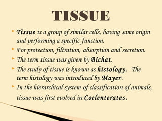  Tissue is a group of similar cells, having same origin
and performing a specific function.
 For protection, filtration, absorption and secretion.
 The term tissue was given by Bichat.
 The study of tissue is known as histology. The
term histology was introduced by Mayer.
 In the hierarchical system of classification of animals,
tissue was first evolved in Coelenterates.
TISSUE
 