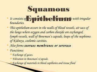  It consists of a single thin layer of flattened cells with irregular
boundaries.
 This epithelium occurs in the walls of blood vessels, air sacs of
the lungs where oxygen and carbon dioxide are exchanged,
lymph vessels, wall of Bowman’s capsule, loops of the nephrons
of Kidneys, coelomic cavities.
 Also forms seoruos membranes or serorase
 Functions:
vExchange of gases.
vFiltration in Bowman’s Capsule.
vExchange of materials in blood capillaries and tissue fluid
Squamous
Epithelium
 