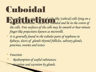  It consists of a single layer of cube-like (cubical) cells lying on a
basement membrane. Nuclei are rounded and lie in the centre of
the cells. Free surfaces of the cells may be smooth or bear minute
finger-like projections known as microvilli.
 It is generally found in the tubular parts of nephrons in
kidneys, ducts of glands thyroid follicles, salivary glands,
pancreas, ovaries and testes.
 Function:
v Reabsorption of useful substances.
v Secretion and excretion by glands.
Cuboidal
Epithelium
 