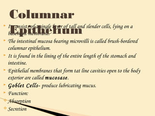  It consists of a single layer of tall and slender cells, lying on a
basement membrane.
 The intestinal mucosa bearing microvilli is called brush-bordered
columnar epithelium.
 It is found in the lining of the entire length of the stomach and
intestine.
 Epithelial membranes that form tat line cavities open to the body
exterior are called mucosase.
 Goblet Cells- produce lubricating mucus.
 Function:
v Absorption
v Secretion
Columnar
Epithelium
 