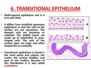 Def N EPITHELIAL TISSUE (defn, classification & functions;PDF.pdf