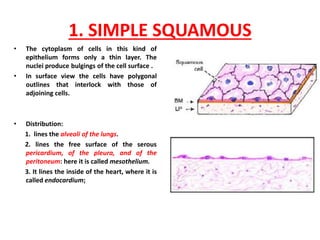 Def N EPITHELIAL TISSUE (defn, classification & functions;PDF.pdf