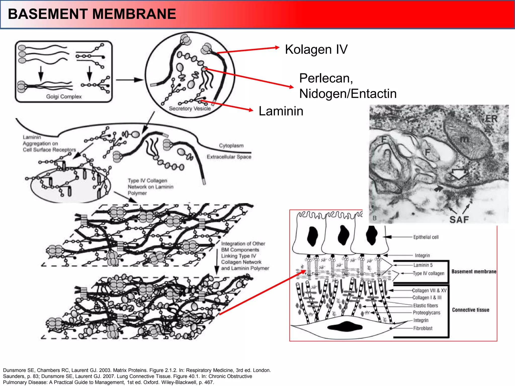Dunsmore SE, Chambers RC, Laurent GJ. 2003. Matrix Proteins. Figure 2.1.2. In: Respiratory Medicine, 3rd ed. London.
Saunders, p. 83; Dunsmore SE, Laurent GJ. 2007. Lung Connective Tissue. Figure 40.1. In: Chronic Obstructive
Pulmonary Disease: A Practical Guide to Management, 1st ed. Oxford. Wiley-Blackwell, p. 467.
 Basement membrane
Kolagen IV
Laminin
Perlecan,
Nidogen/Entactin
BASEMENT MEMBRANE
 