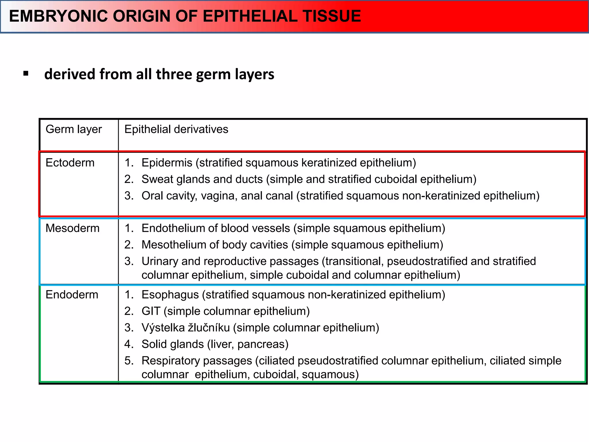Germ layer Epithelial derivatives
Ectoderm 1. Epidermis (stratified squamous keratinized epithelium)
2. Sweat glands and ducts (simple and stratified cuboidal epithelium)
3. Oral cavity, vagina, anal canal (stratified squamous non-keratinized epithelium)
Mesoderm 1. Endothelium of blood vessels (simple squamous epithelium)
2. Mesothelium of body cavities (simple squamous epithelium)
3. Urinary and reproductive passages (transitional, pseudostratified and stratified
columnar epithelium, simple cuboidal and columnar epithelium)
Endoderm 1. Esophagus (stratified squamous non-keratinized epithelium)
2. GIT (simple columnar epithelium)
3. Výstelka žlučníku (simple columnar epithelium)
4. Solid glands (liver, pancreas)
5. Respiratory passages (ciliated pseudostratified columnar epithelium, ciliated simple
columnar epithelium, cuboidal, squamous)
 derived from all three germ layers
EMBRYONIC ORIGIN OF EPITHELIAL TISSUE
 