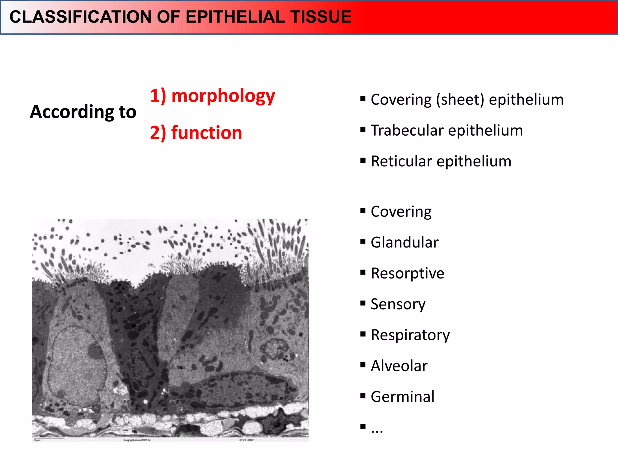  Covering (sheet) epithelium
 Trabecular epithelium
 Reticular epithelium
1) morphology
2) function
 Covering
 Glandular
 Resorptive
 Sensory
 Respiratory
 Alveolar
 Germinal
 ...
CLASSIFICATION OF EPITHELIAL TISSUE
According to
 