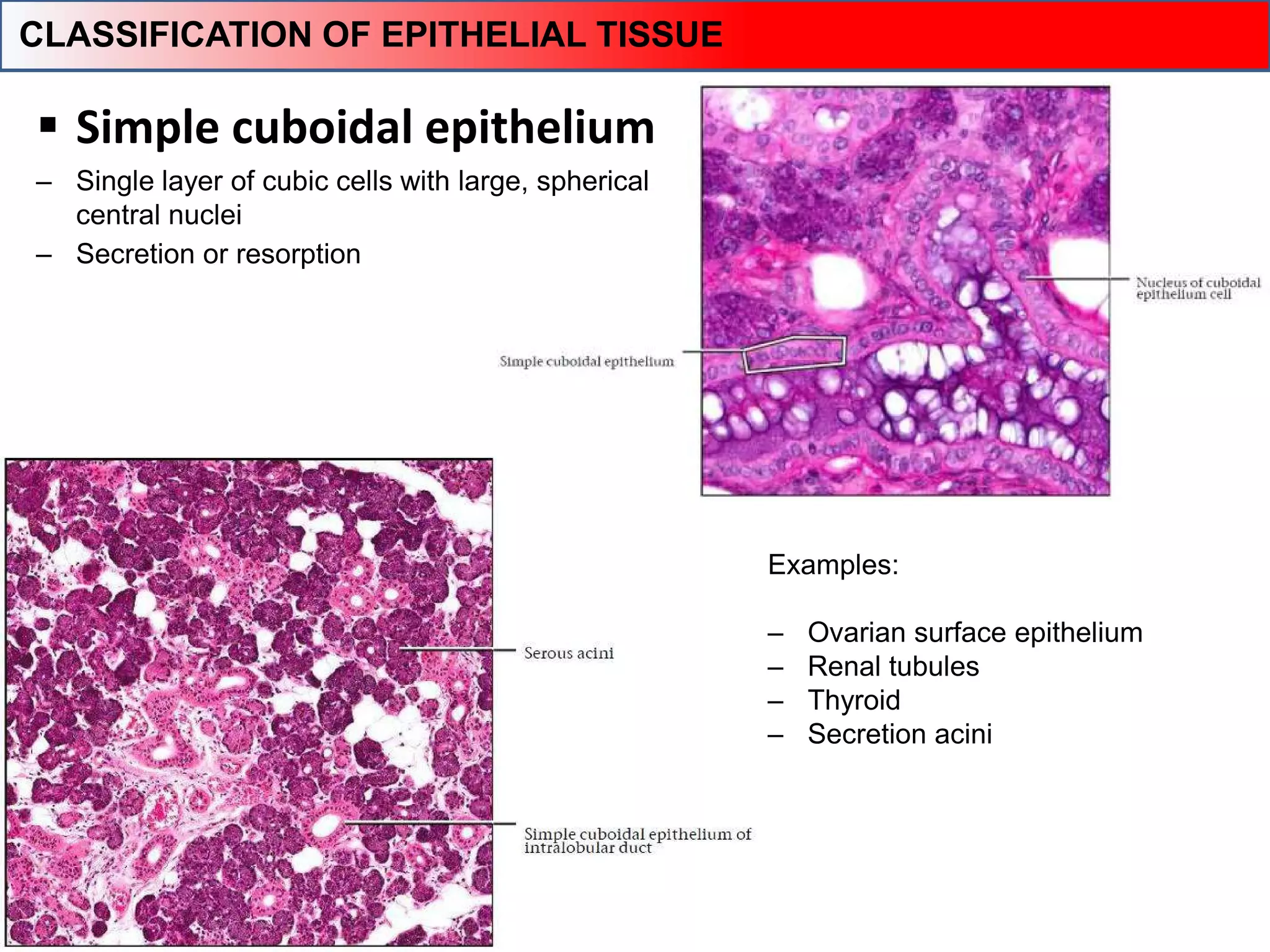 Simple cuboidal epithelium
‒ Single layer of cubic cells with large, spherical
central nuclei
Examples:
‒ Ovarian surface epithelium
‒ Renal tubules
‒ Thyroid
‒ Secretion acini
‒ Secretion or resorption
CLASSIFICATION OF EPITHELIAL TISSUE
 
