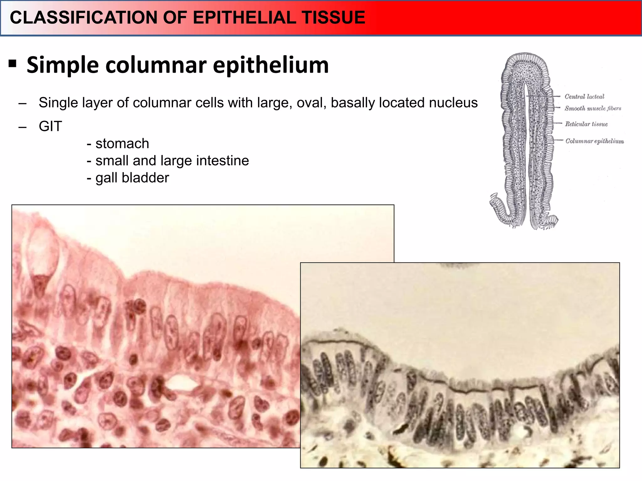  Simple columnar epithelium
‒ GIT
- stomach
- small and large intestine
- gall bladder
Resorption / Secretion
‒ Single layer of columnar cells with large, oval, basally located nucleus
CLASSIFICATION OF EPITHELIAL TISSUE
 