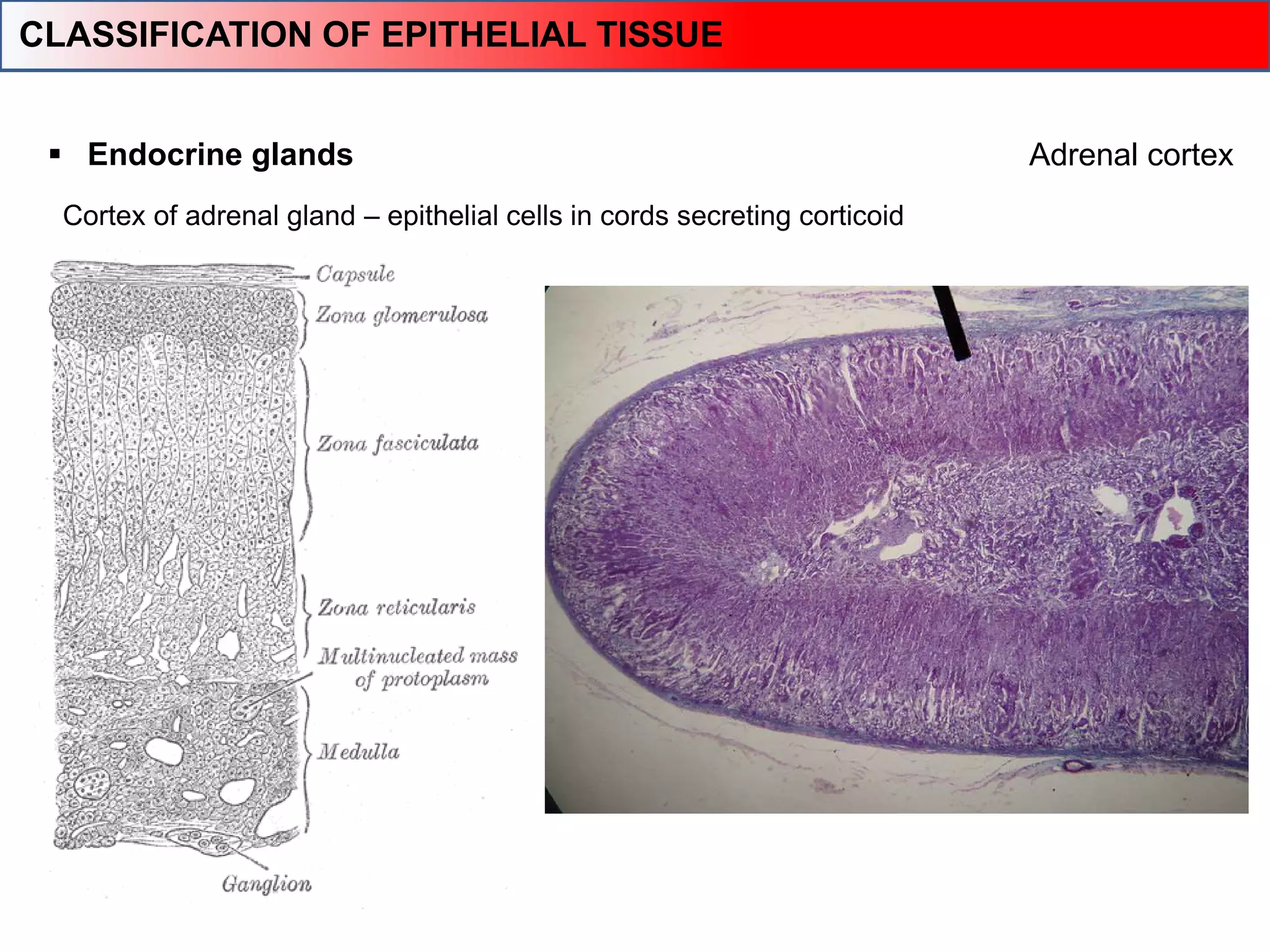Adrenal cortex
Cortex of adrenal gland – epithelial cells in cords secreting corticoid
 Endocrine glands
CLASSIFICATION OF EPITHELIAL TISSUE
 