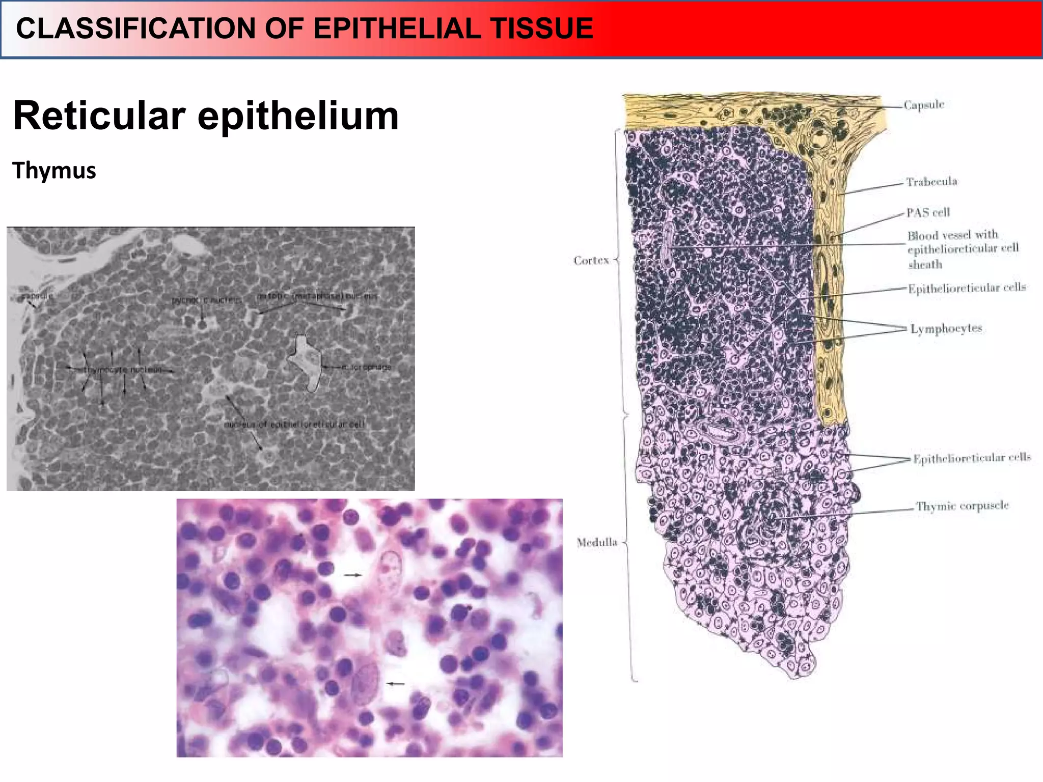 Reticular epithelium
Thymus
CLASSIFICATION OF EPITHELIAL TISSUE
 