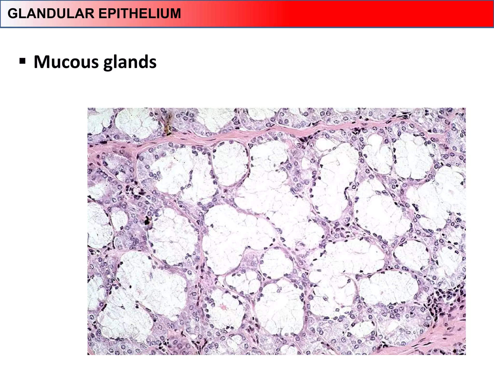  Mucous glands
GLANDULAR EPITHELIUM
 