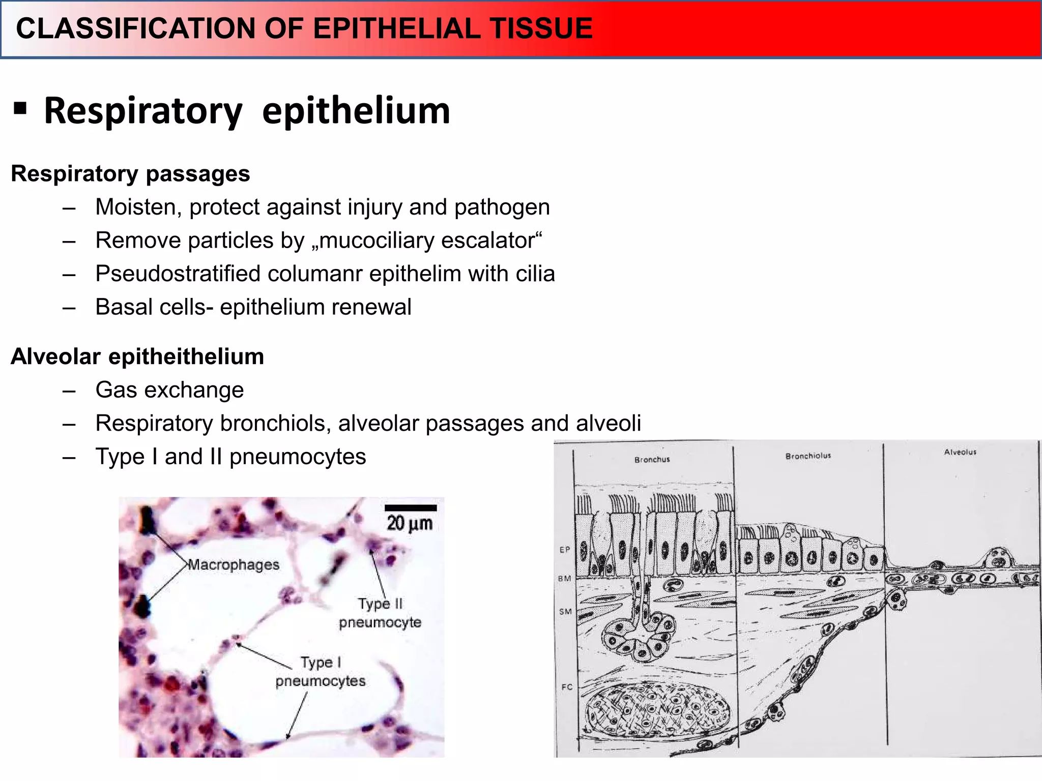  Respiratory epithelium
Respiratory passages
– Moisten, protect against injury and pathogen
– Remove particles by „mucociliary escalator“
– Pseudostratified columanr epithelim with cilia
– Basal cells- epithelium renewal
Alveolar epitheithelium
– Gas exchange
– Respiratory bronchiols, alveolar passages and alveoli
– Type I and II pneumocytes
CLASSIFICATION OF EPITHELIAL TISSUE
 