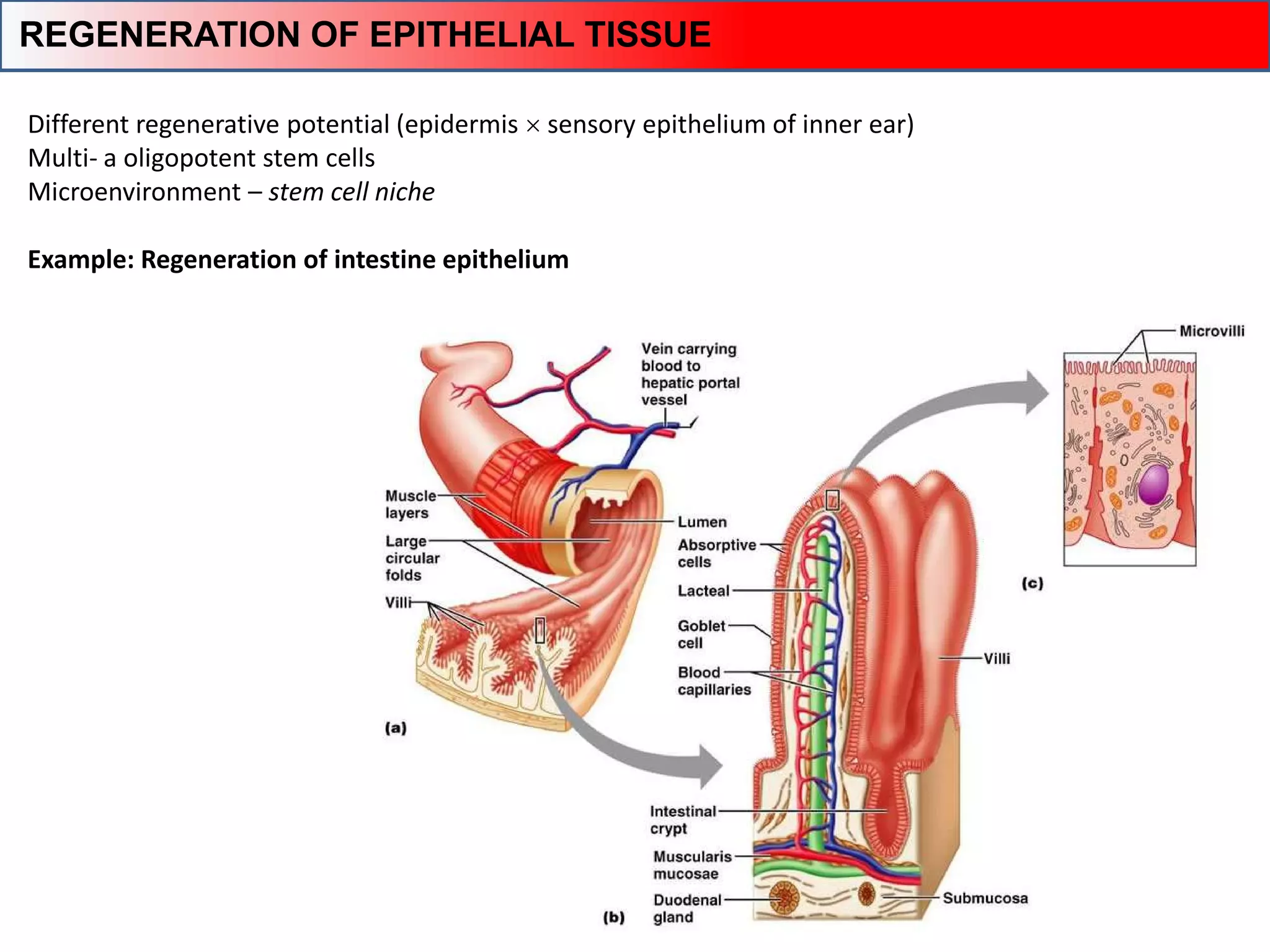 Different regenerative potential (epidermis  sensory epithelium of inner ear)
Multi- a oligopotent stem cells
Microenvironment – stem cell niche
Example: Regeneration of intestine epithelium
REGENERATION OF EPITHELIAL TISSUE
 