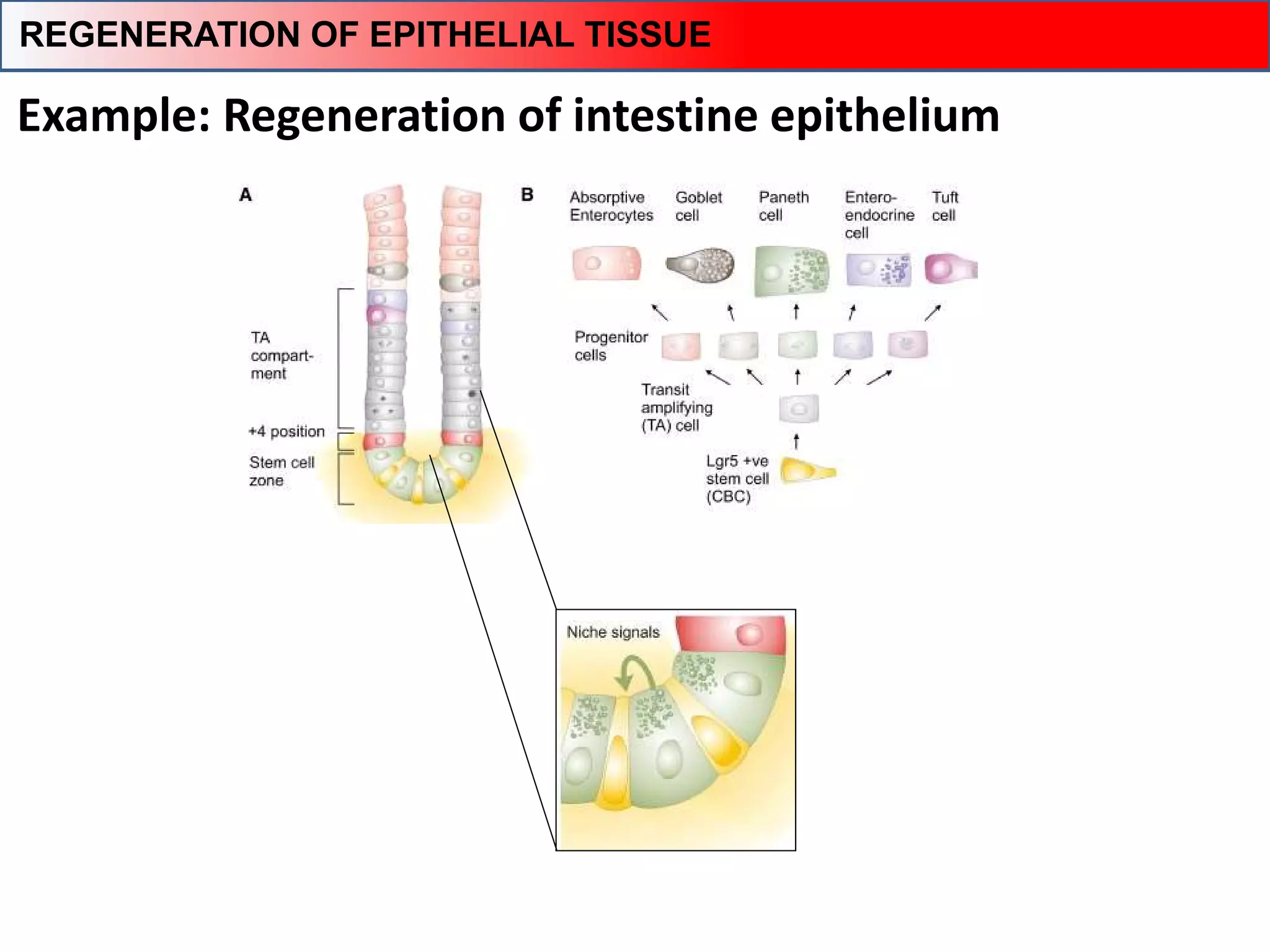 Example: Regeneration of intestine epithelium
REGENERATION OF EPITHELIAL TISSUE
 