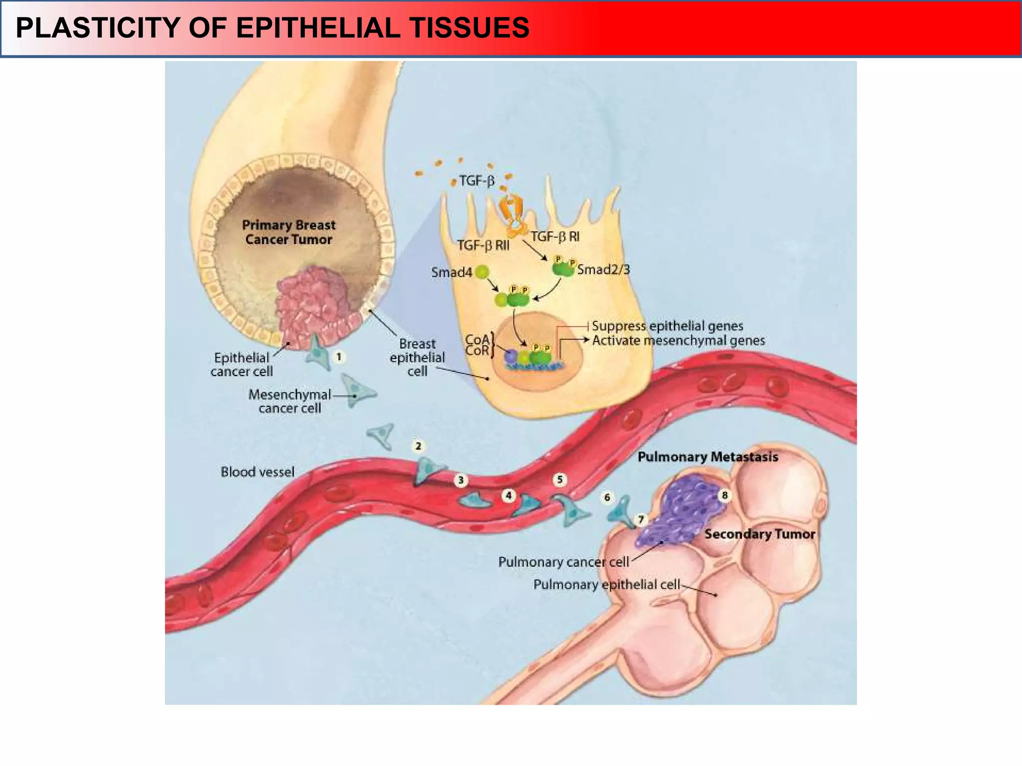 PLASTICITY OF EPITHELIAL TISSUES
 