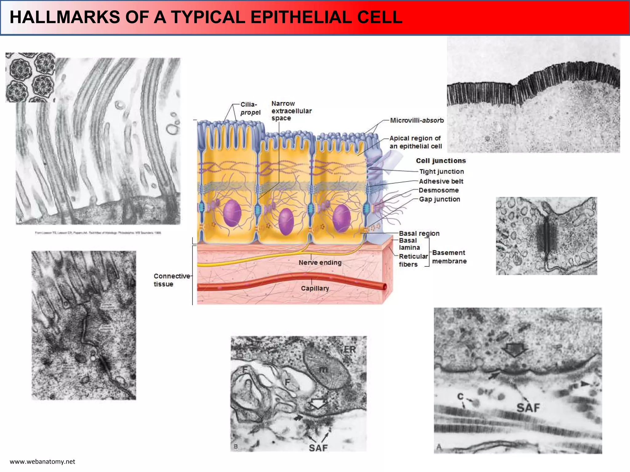 www.webanatomy.net
HALLMARKS OF A TYPICAL EPITHELIAL CELL
 