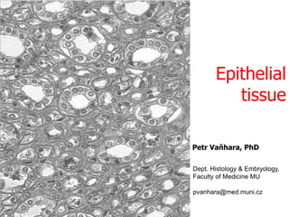 Epithelial
tissue
Dept. Histology & Embryology,
Faculty of Medicine MU
pvanhara@med.muni.cz
Petr Vaňhara, PhD
 