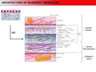 Lamina
basalis
Lamina
fibroreticularis
Kolagenní
vazivo
BM
ARCHITECTURE OF BASEMENT MEMBRANE
 