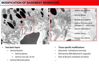 • Two basic layers
– lamina basalis
• lamina densa,
• lamina rara ext. et int.
– lamina fibroreticularis
• Tissue specific modifications
‒ Descemet membrane (cornea)
‒ Glomerular BM (Bowman’s capsule)
‒ Part of Bruch’s membran of retina
…
MODIFICATION OF BASEMENT MEMBRANE
 