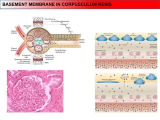 BASEMENT MEMBRANE IN CORPUSCULUM RENIS
 