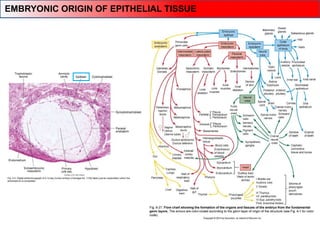 EMBRYONIC ORIGIN OF EPITHELIAL TISSUE
 