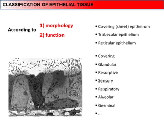 Covering (sheet) epithelium
 Trabecular epithelium
 Reticular epithelium
1) morphology
2) function
 Covering
 Glandular
 Resorptive
 Sensory
 Respiratory
 Alveolar
 Germinal
 ...
CLASSIFICATION OF EPITHELIAL TISSUE
According to
 